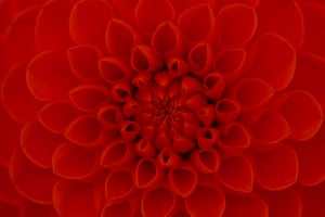 Dark-Salmon-Flower-2560x1701-iStock-95572280-150dpi